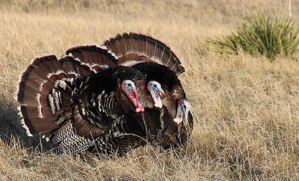 Competition entry: Struting for the Girls