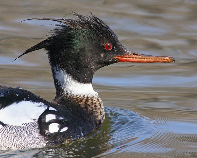 Competition entry: Red-breasted Merganser