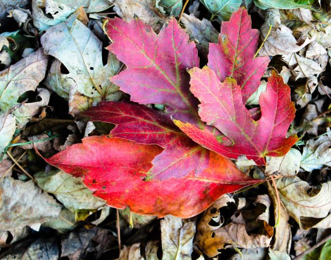 Competition entry: Red Maple Leaves