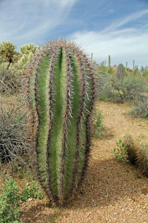 Competition entry: Barrel Cactus