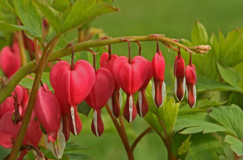 Competition entry: Bleeding Hearts All In A Row