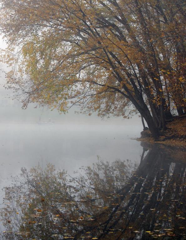 Competition entry: Foggy  Fall Morning