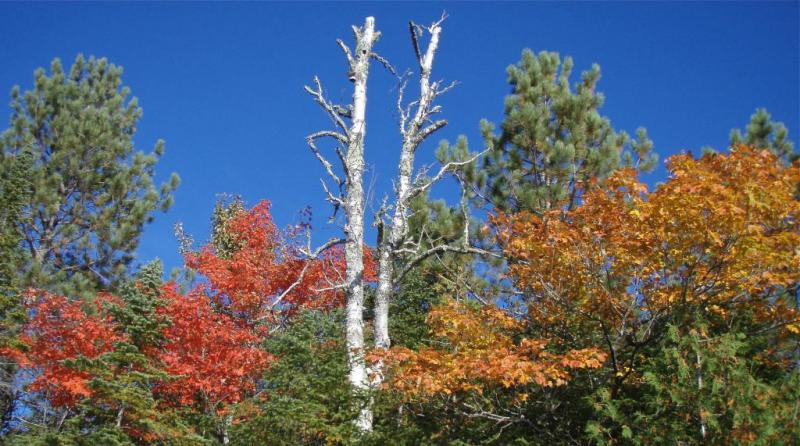 Competition entry: Autumn Trees