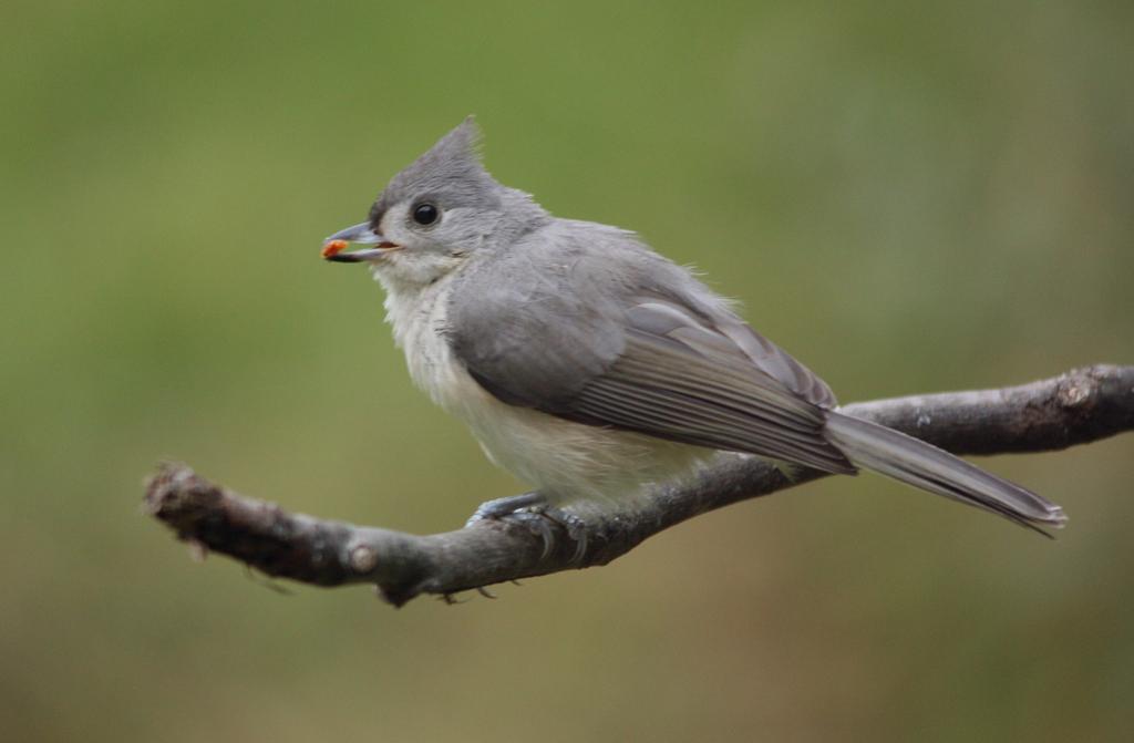 Competition entry: Tufted Titmouse