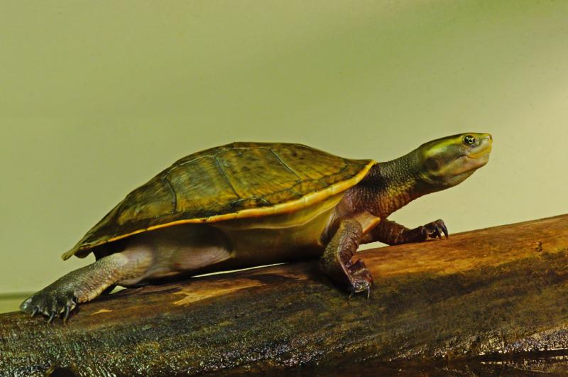 Competition entry: Red-bellied Short-necked Turtle