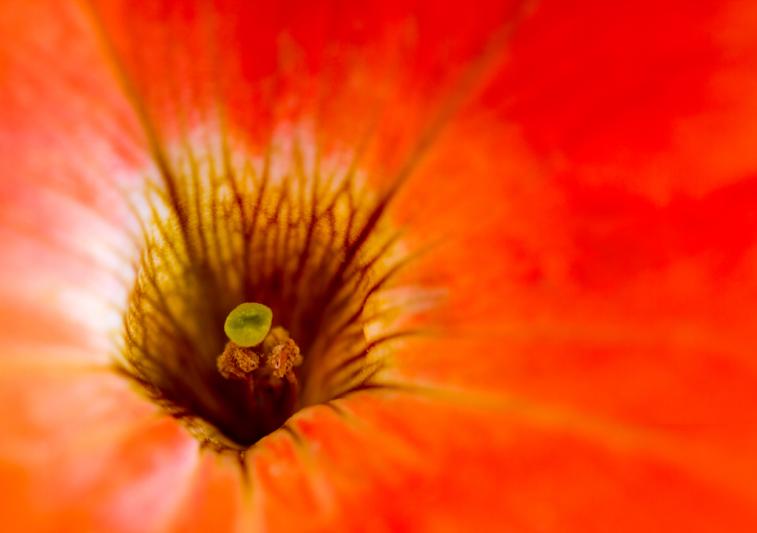 Competition entry: A Sea of Orange