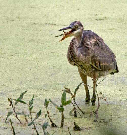 Competition entry: Juvenile Lunch