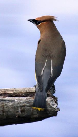 Competition entry: Cedar Waxwing