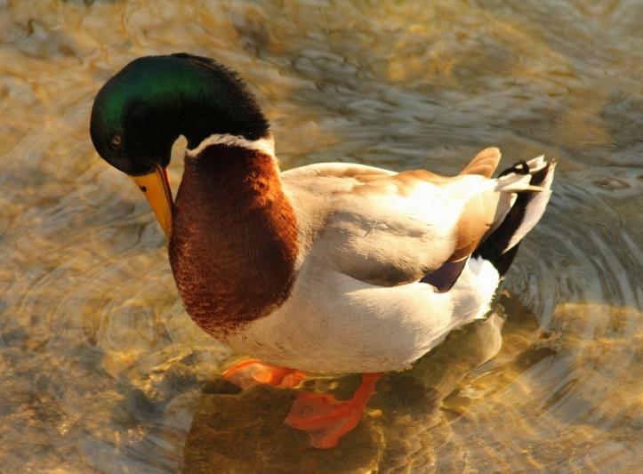 Competition entry: Preening Male Mallard