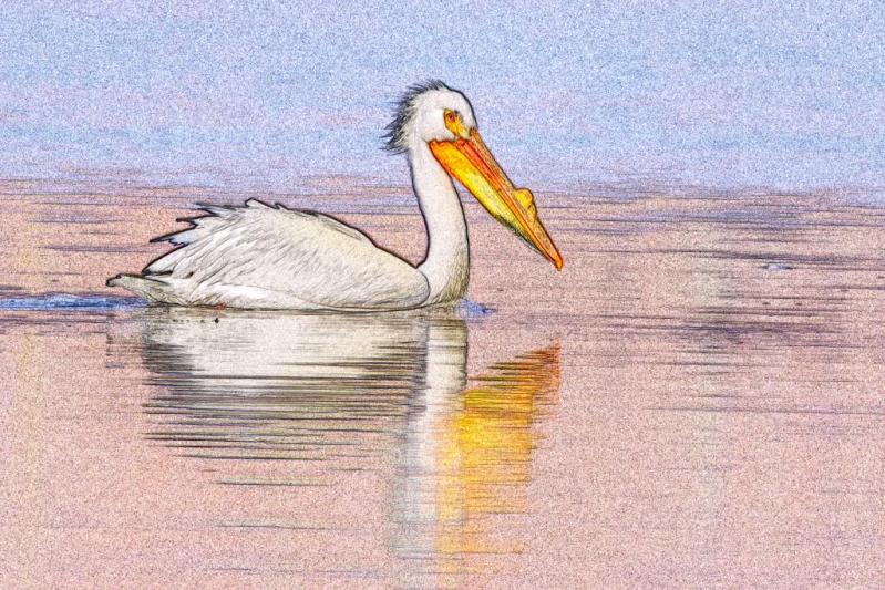 Competition entry: Pelican