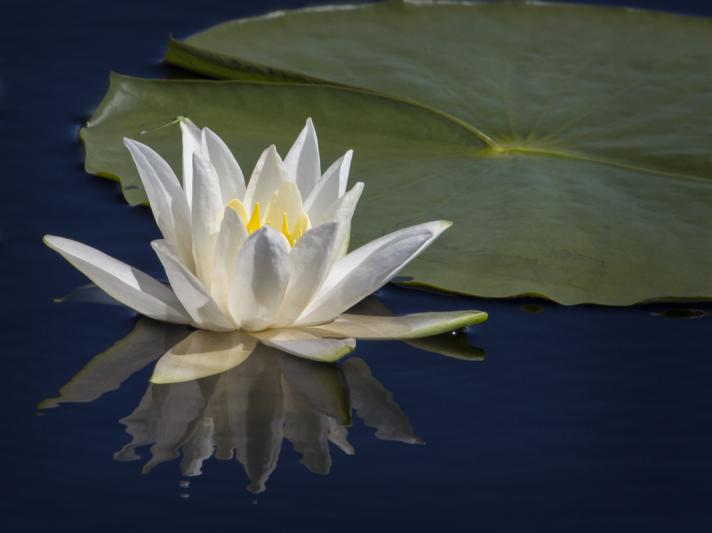 Competition entry: Water Lily