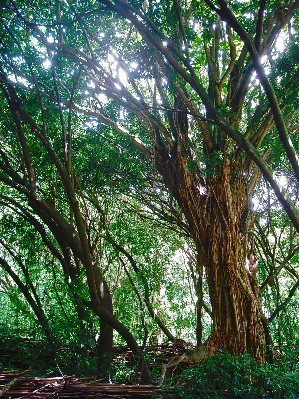 Competition entry: Trees on Oahu