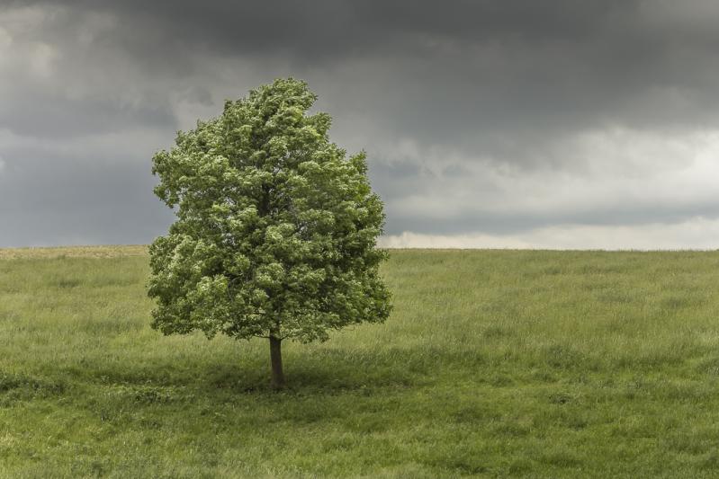 Competition entry: Lonely tree