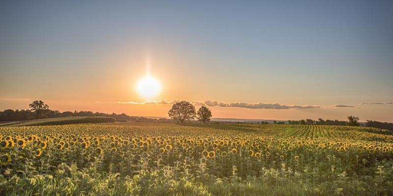 Competition entry: Sunflower Fields Forever