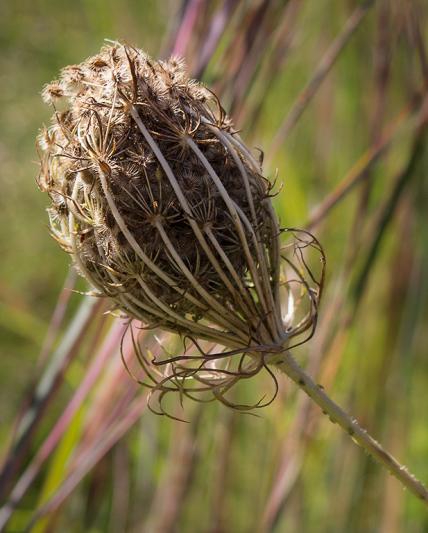 Competition entry: Meadow Weed Pod