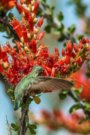 Competition entry: Rufus and the Ocotillo