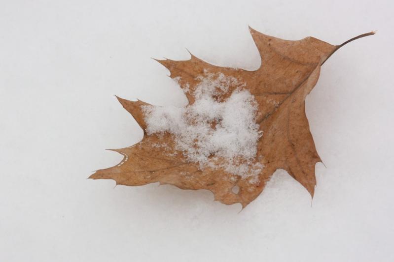 Competition entry: Leaf in Snow