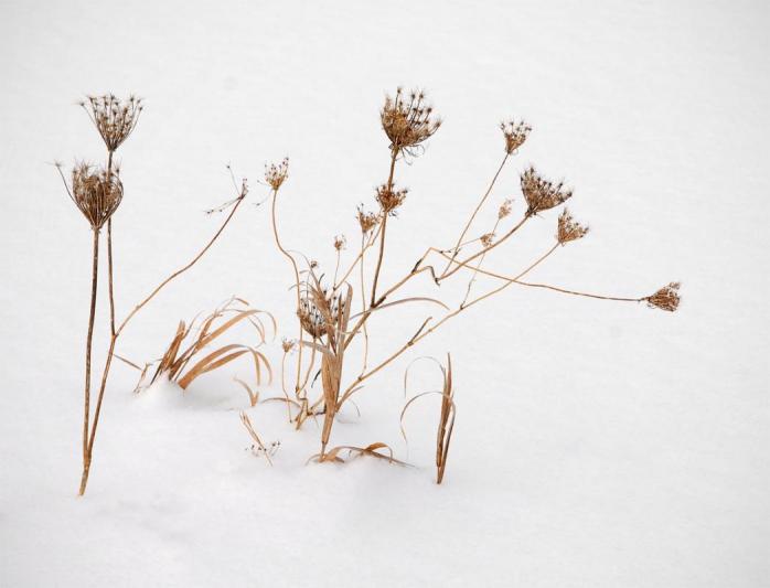 Competition entry: Queen Anne's Lace