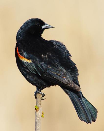 Competition entry: Red-winged Blackbird