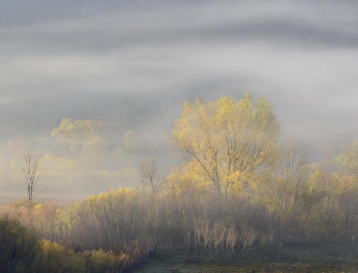 Competition entry: Yellow Tree in Fog #2