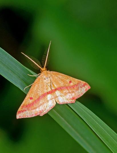 Competition entry: Moth on Grass