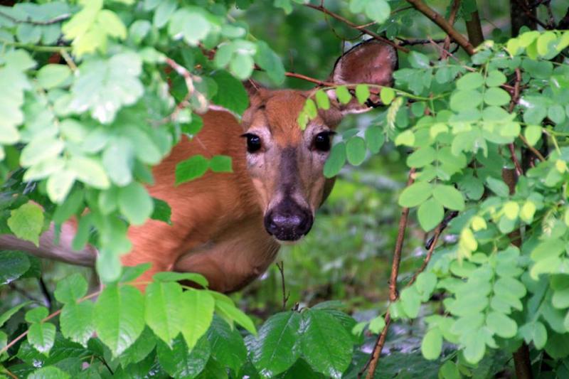 Competition entry: peek a boo