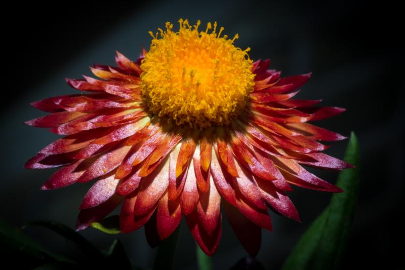 Competition entry: Orange and Red at the Greenhouse