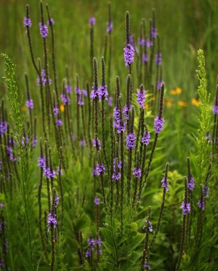 Competition entry: Purple on the Prairie