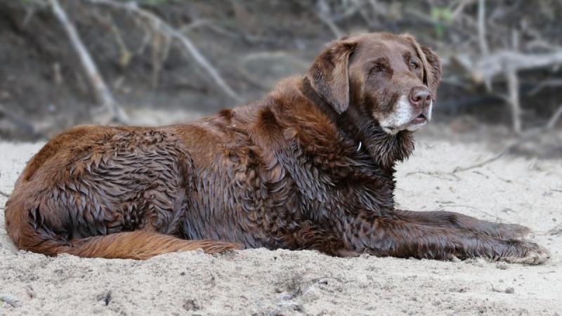 Competition entry: Man's Best Friend Lacey