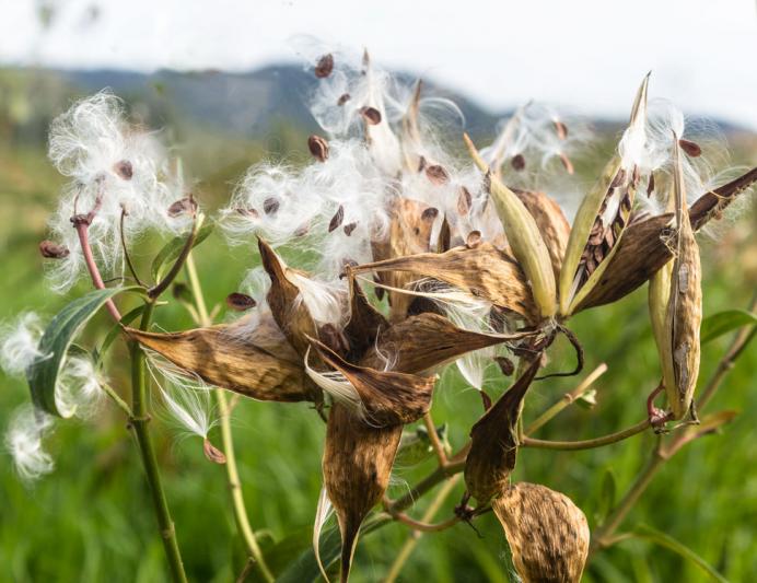 Competition entry: Blowing in the Wind