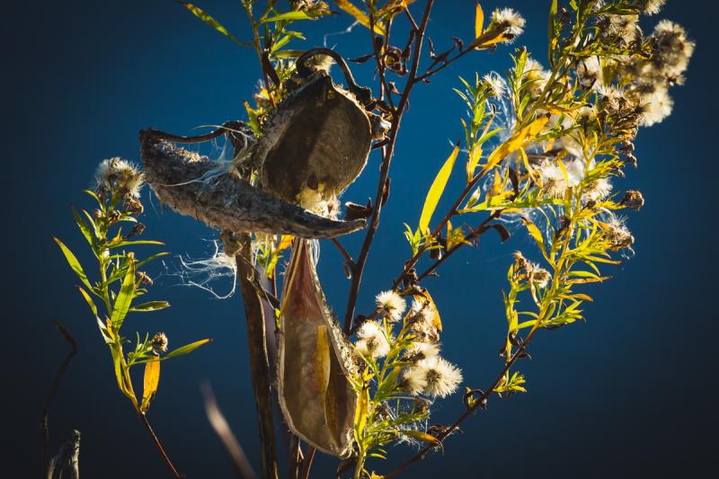 Competition entry: Don't Cry Over Spilt Milkweed