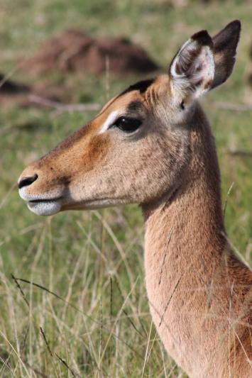 Competition entry: Ewe Impala