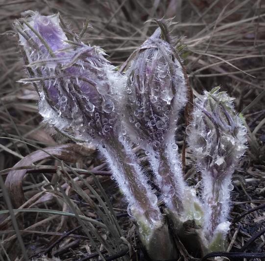 Competition entry: Pasque flowers waiting