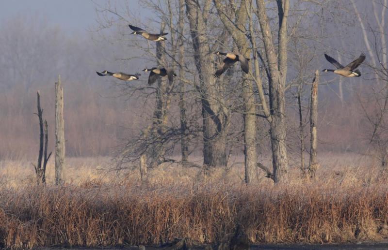 Competition entry: Misty Morning in the Refuge