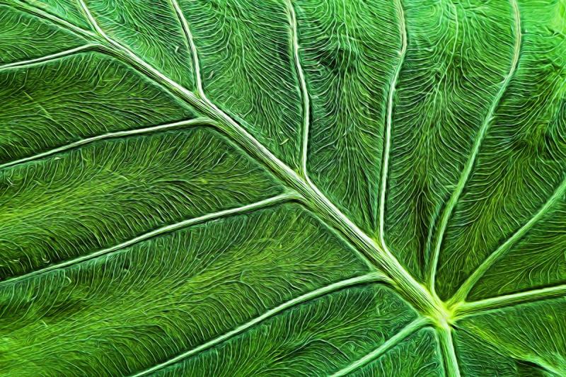 Competition entry: Emerald Leaf