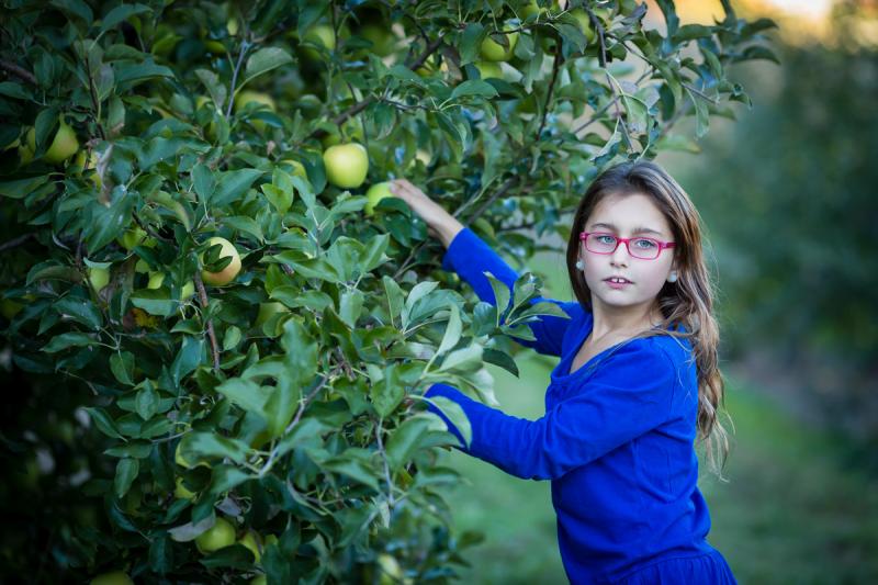 Competition entry: Picking Apples