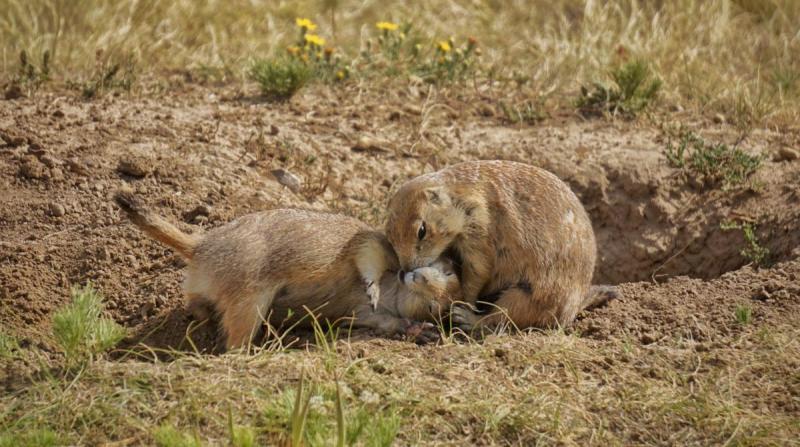 Competition entry: Prairie dogs snuggle near Devils Tower, Wyoming