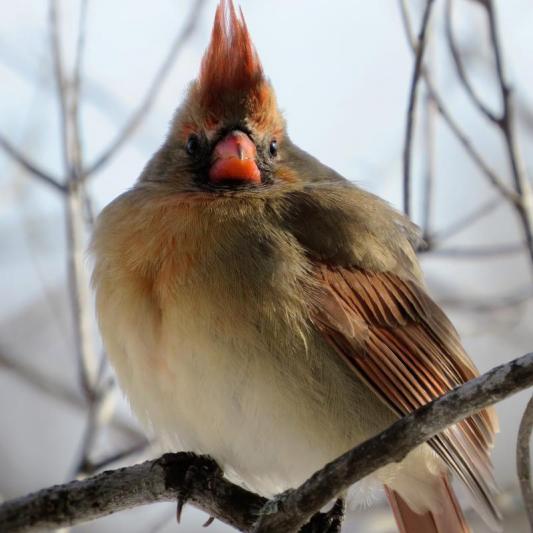 Competition entry: Mrs. Cardinal