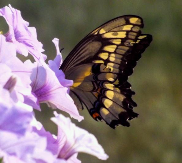 Competition entry: Butterfly and Petunias