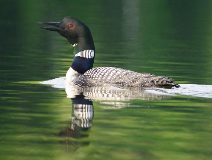 Competition entry: Loon Calling