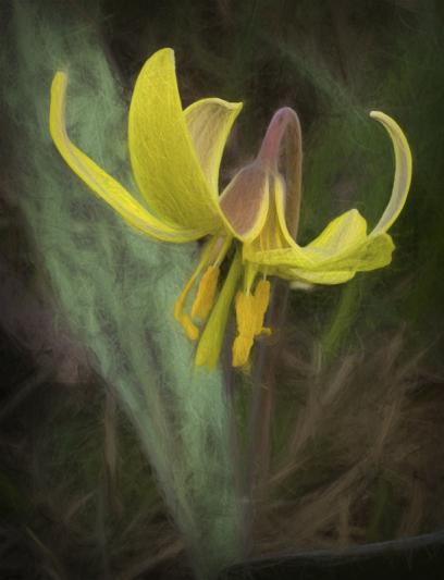 Competition entry: Trout Lily