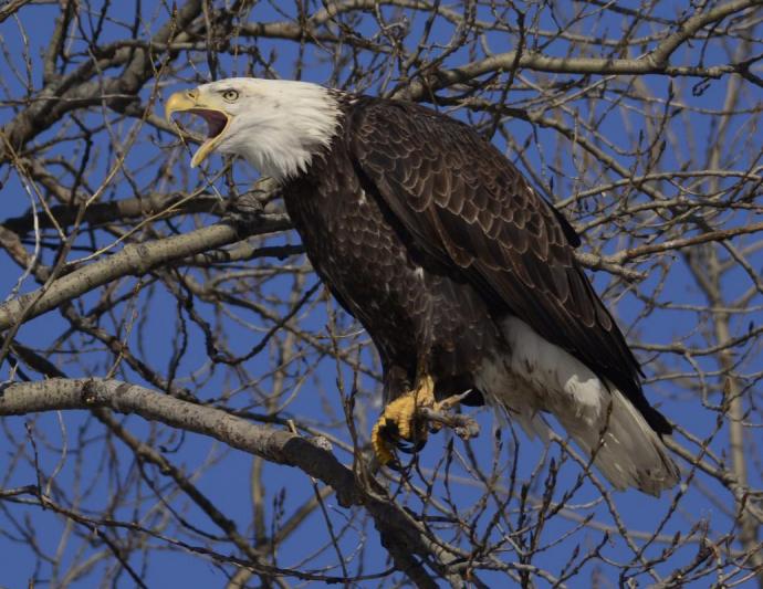 Competition entry: Screaming Bald Eagle