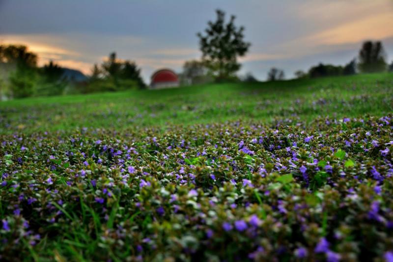 Competition entry: Purple Landscape