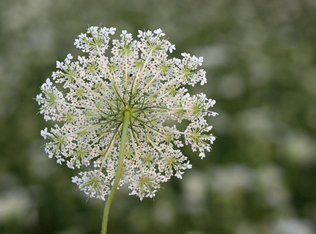 Competition entry: Queen Anne's Lace