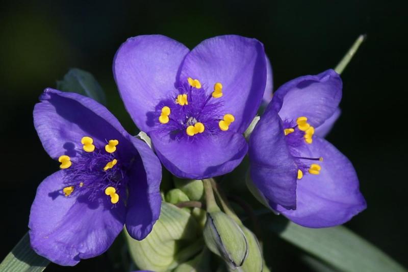 Competition entry: Spiderwort