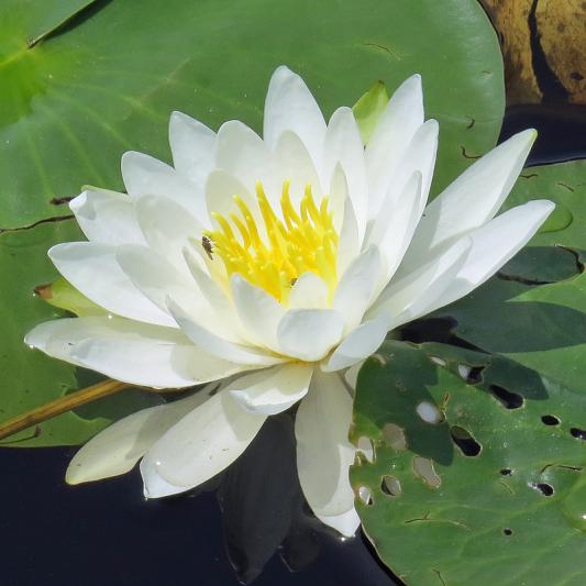 Competition entry: Water Lily