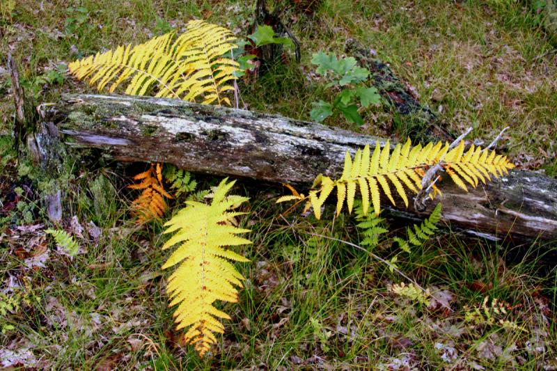 Competition entry: Fall Ferns