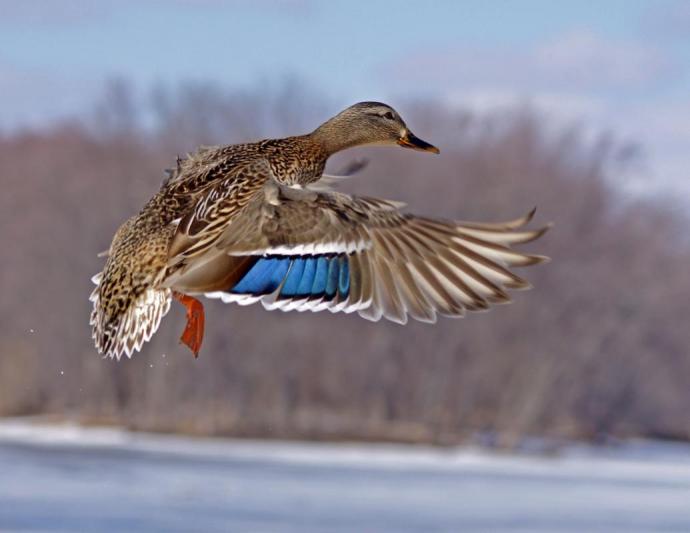 Competition entry: Mallard in Flight