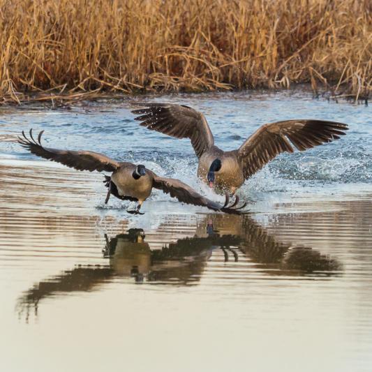 Competition entry: Taking off