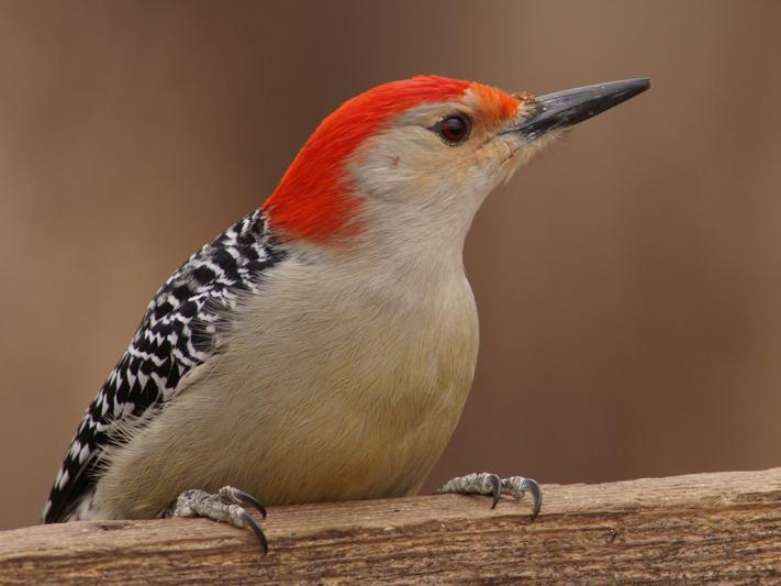 Competition entry: Red-bellied Woodpecker